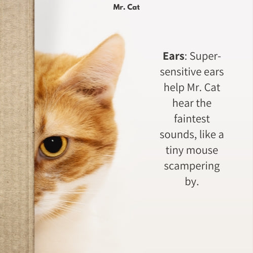 Mr. Cat
