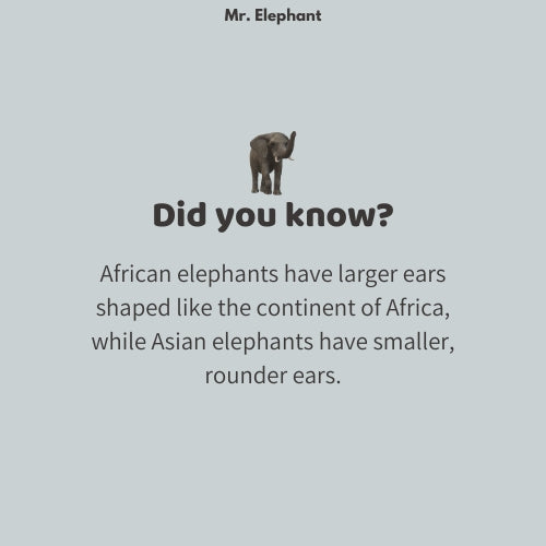 Mr. Elephant