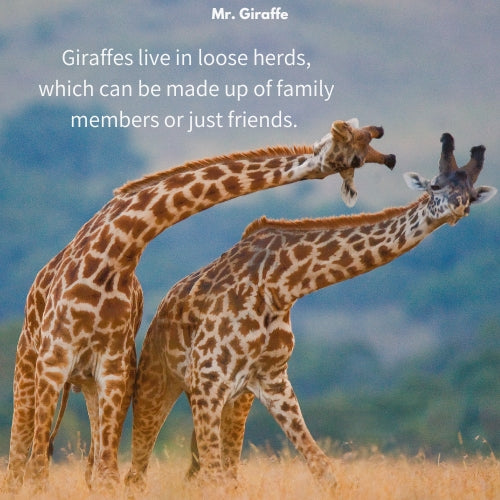 Mr. Giraffe