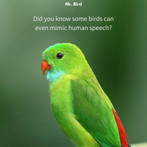 Mr. Bird