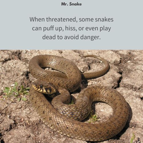 Mr. Snake