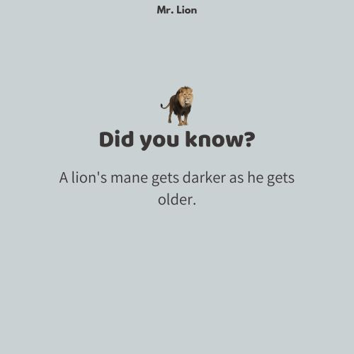 Mr. Lion