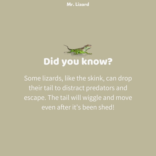 Mr. Lizard