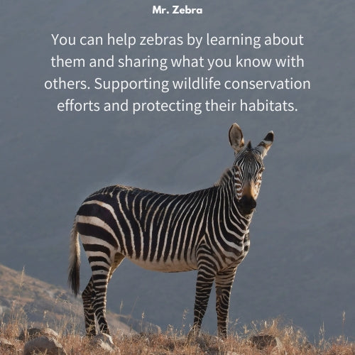 Mr. Zebra