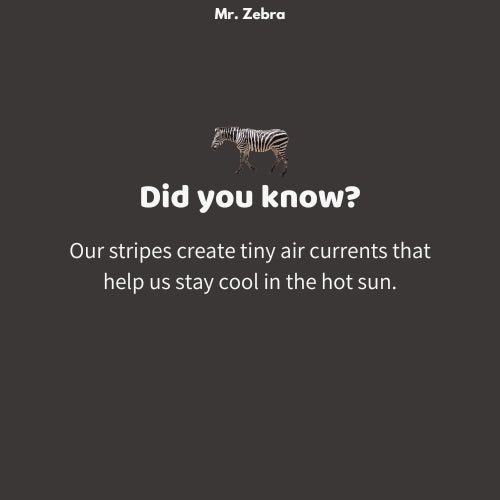 Mr. Zebra
