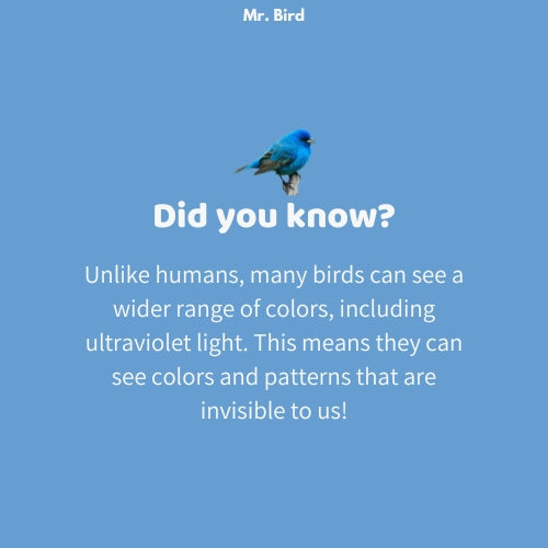 Mr. Bird