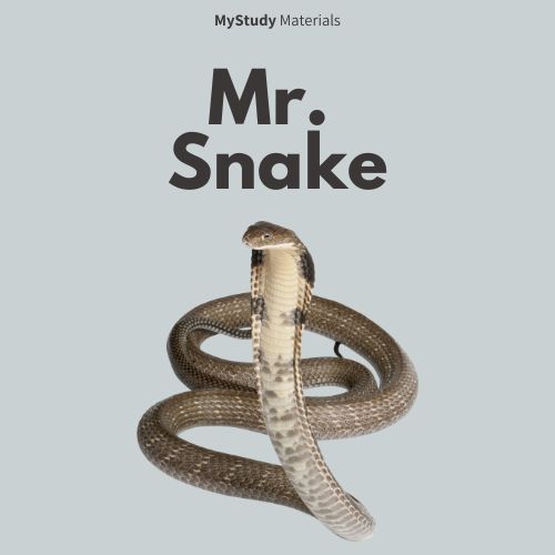 Mr. Snake