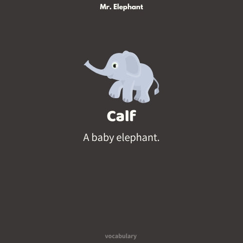 Mr. Elephant