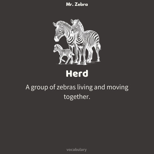 Mr. Zebra