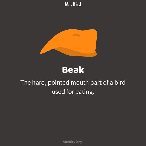 Mr. Bird