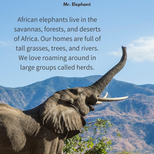 Mr. Elephant