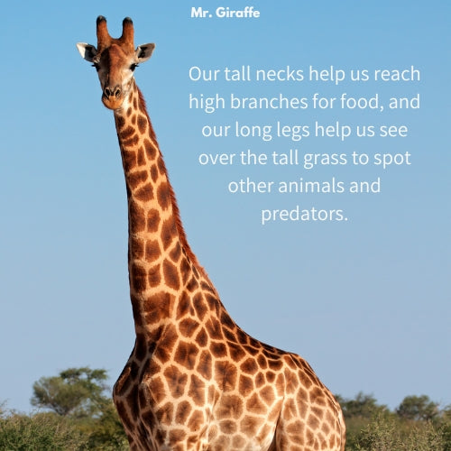 Mr. Giraffe