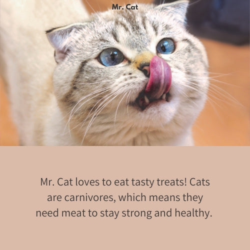 Mr. Cat