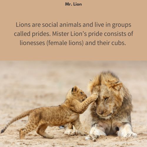 Mr. Lion