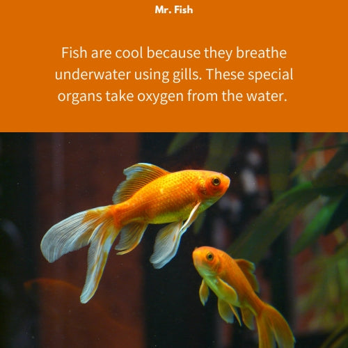 Mr. Fish
