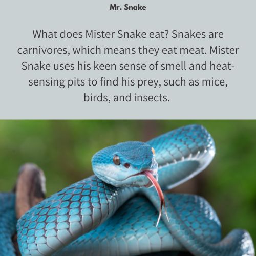 Mr. Snake