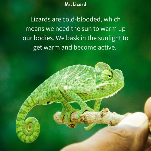 Mr. Lizard