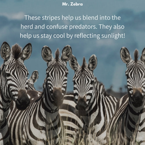 Mr. Zebra